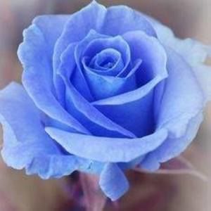 Meet your Posher, Celedonia